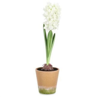 Pianta artificiale Pianta artificiale Yes Everyday 0170753 Giacinto bianco con vaso (ord.min.4.00 unità)
